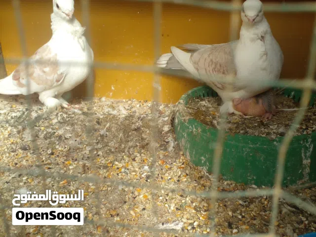 طيور زينه زوج للبيع. العنوان البصره التنومه الصالحيه شارع ابي طالب خلف مدرسة الريف الزاهر