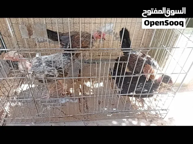 متوفر 3 فرخات وديك ابو رقيب