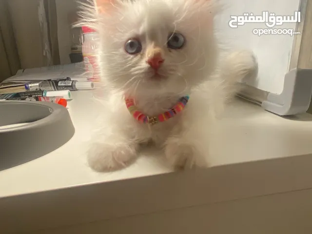 قطة للبيع مع اغراض