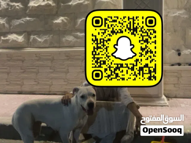 سلام عليكم عندي الكلب   الكلب بس يده متورمه وبتتشافى انشالله