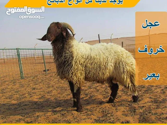 قصاب تحت الطلب ذبح وتوصل يوجد خرفان للبيع مجانا مع توصيل مجانا