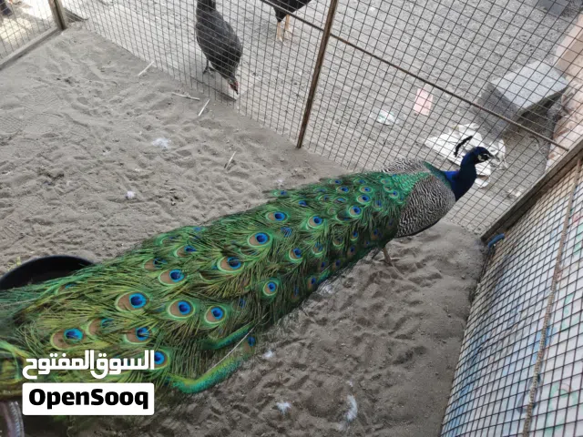 طاوؤس هندي ذكر