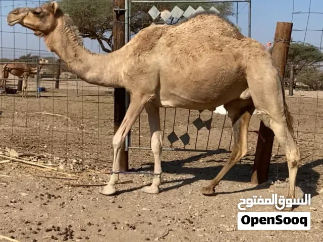 قحور محليه شكل طيب