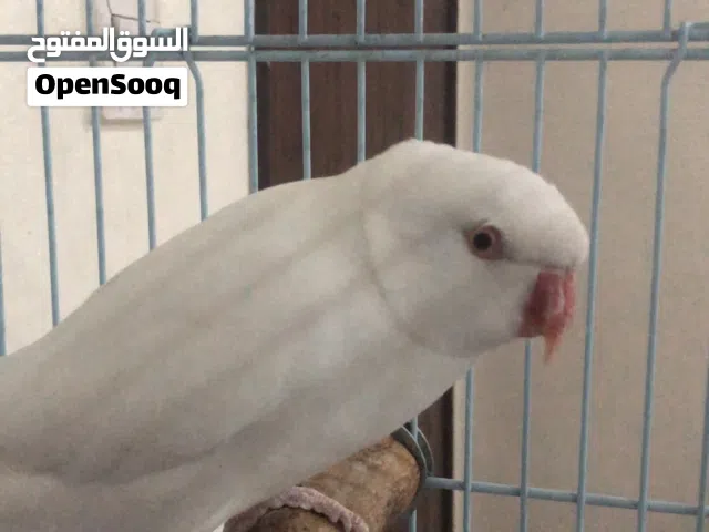 بيبي متوه هولندي ربوه ويتكلم للببع