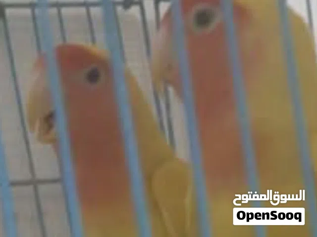 غندورات روز
