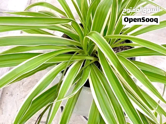 نباتات داخلية