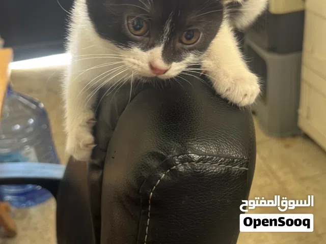 للبيع كيتن سكوتش فولد