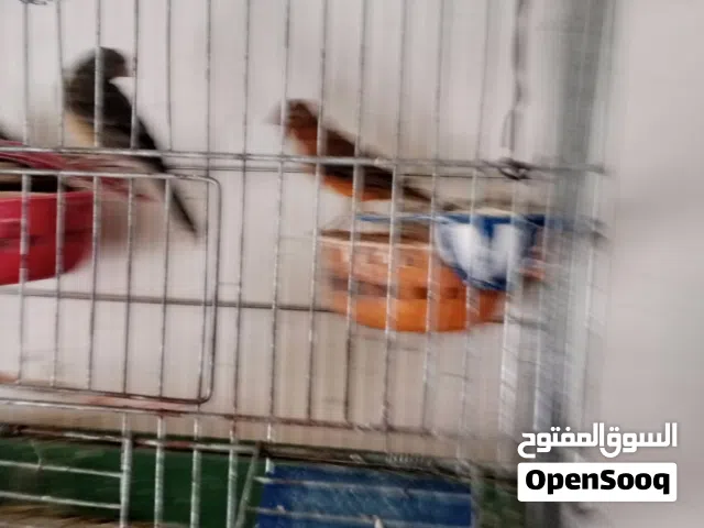 ازواج كناري شغاله مع فراخ وبيض