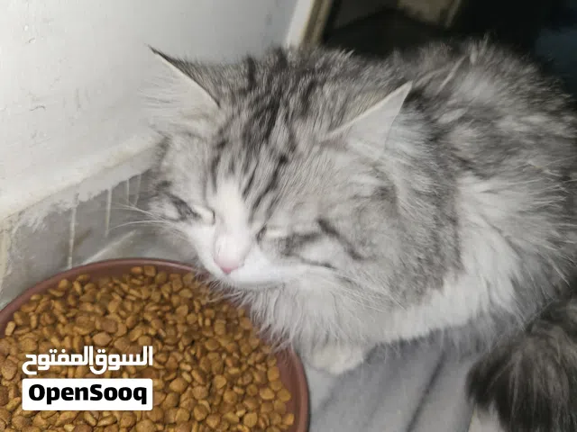 شانشيلا للبيع