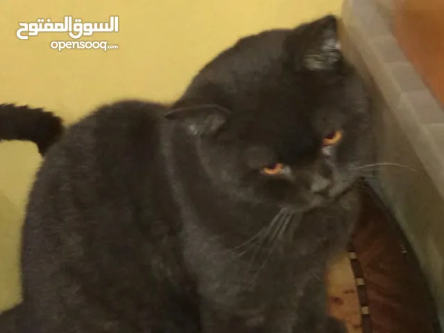للبيع : كيتن بيور سكوتش ستريت ،