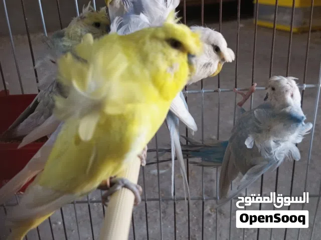 السلام عليكم متوفر بفضل الله8 طروف بقلينو هوقو اقرا الوصف