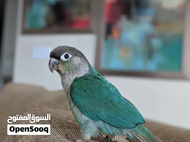 مطلوب كنيور تركواز!!!!