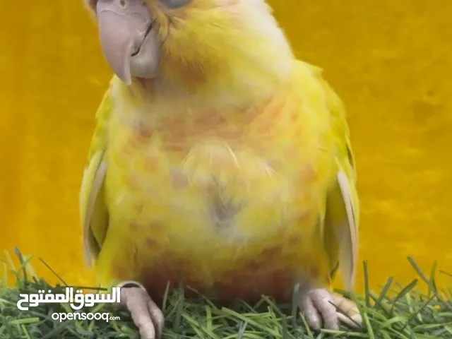 سلام متوفر كنيور صن شيك