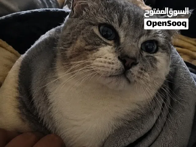 قطة للبيع السعر قابل للتفاوض