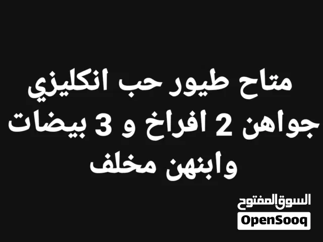 نكليزي جواهن افراخ