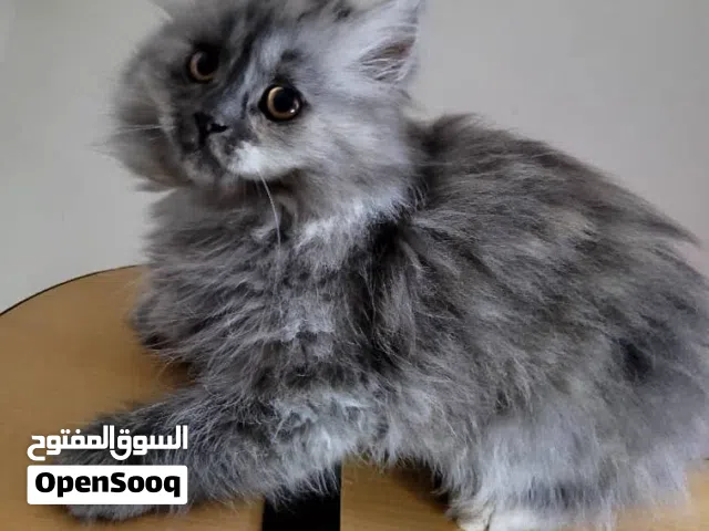 للبيع قطط شيرازي رمادي فاخر - عمر شهرين فقط