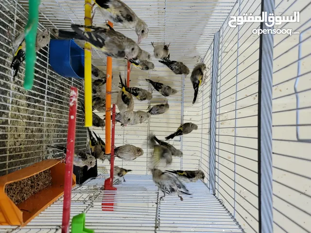 متاح غرفة حسون فراخ بلدية وحبات كبيرة