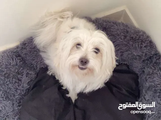 كلب زينة فرينش تيرير لعوب لطيف للبيع بداعي السفر