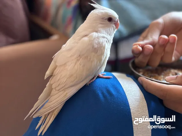 Hand trained Male Albino Cocktail