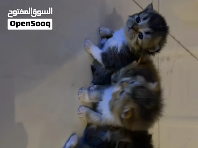 للبيع قطط سكوتش فولد بيور عمر شهر ونص