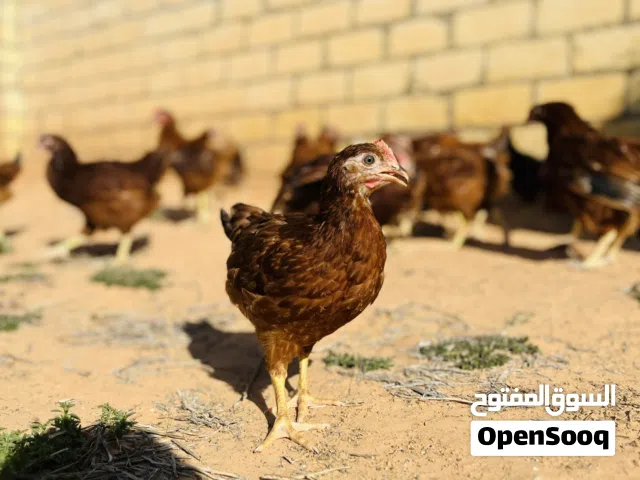 رود امريكي رقم صاحب الرزق ف الوصف