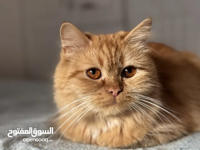 شيرازي للتبني