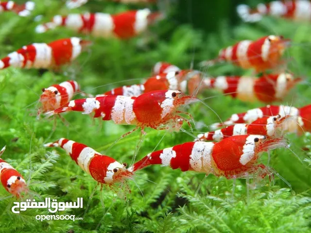 Red crystal shrimp and tiger