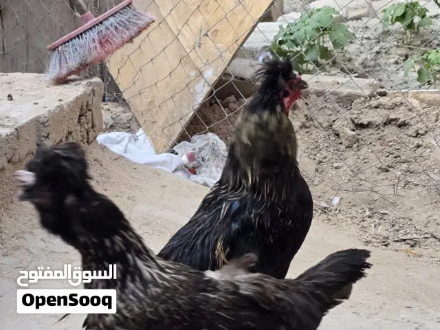 دجاجه وديج مل بيت بصره