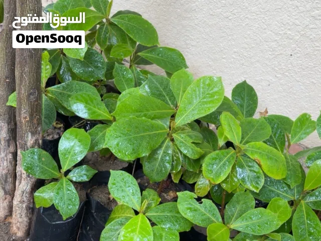 لوز / بيذام شتلات لون اصفر