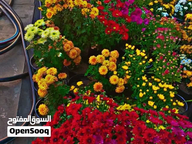 مشتل ارض الحسين