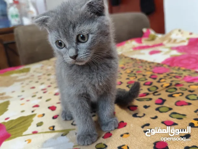 Male Scottish Fold KITTENS are Very Loving and Playful Kittens for Rehoming