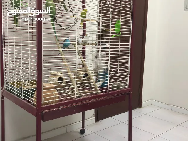 قفص عصافير