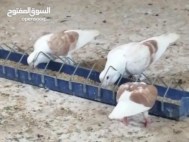 جوز زواجل مع فرخ كبير جاهز للجرد يعني 3 حبات