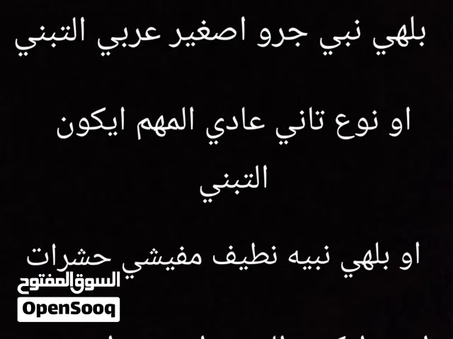 سلام عليكم بلهي نبي جرو اصغير عربي التبني او ايكون نطيف مفيشي حشرات المكان مصراته