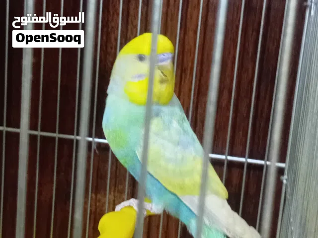 جوز حب عمر 9 اشهر الذكر رينبو مستوى حلو والانثى انجليزيه مع قفص 3 معالف جديد للبيع