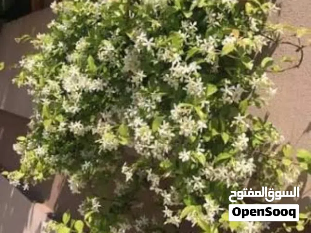 شتلات متنوعه