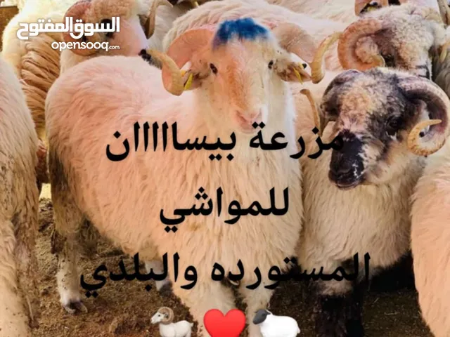 خرفان روماني