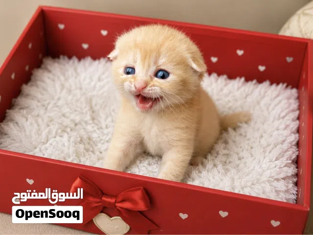سكوتش تربل فولد للبيع بيور