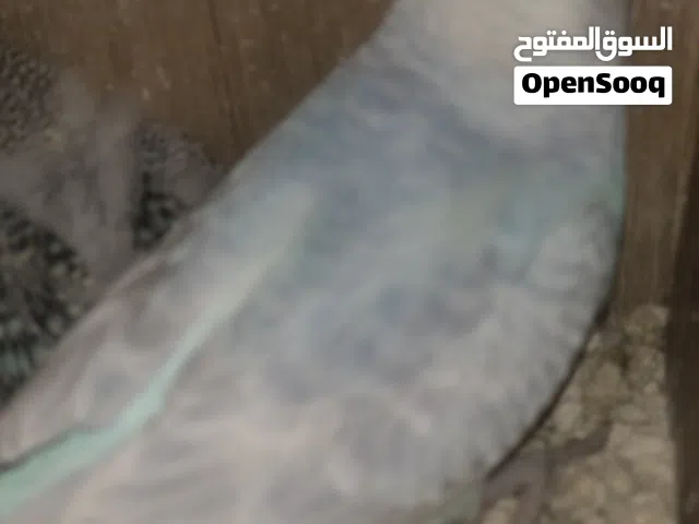 كوبية الله يبارك عندهم 3 فروخ