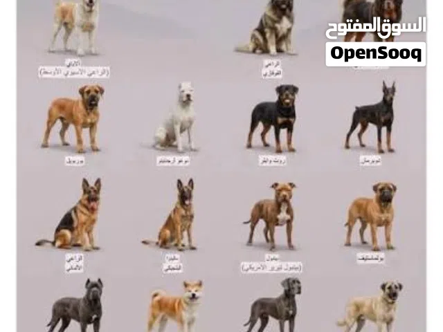 ابحث علي كلب لي تبني الي معه