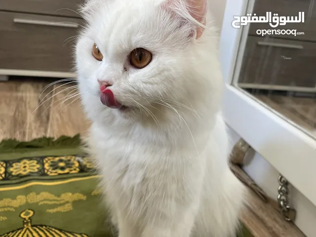 Persian white male for saleقط شيرازي