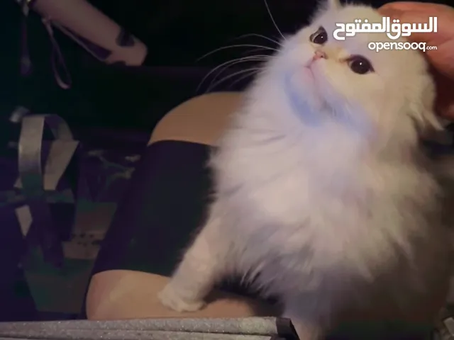 قط هملايا للتبني