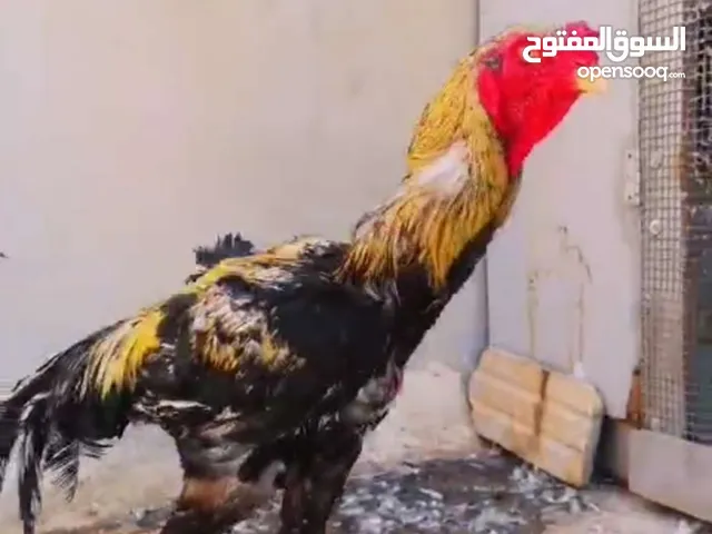 دجاج للبيع حبة ب300 صحة ممتازه مستوا قوي من عل الإنتاج