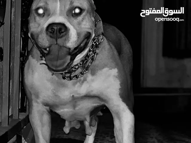 أنثى بيتبل للبيع معشرة