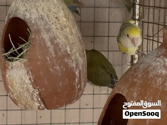 للبيع أزواج روز