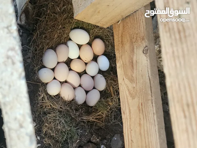 بيض بلدي طبيعي خالي من الادوية و المضادات الحيوية Oeufs Bio Beldi