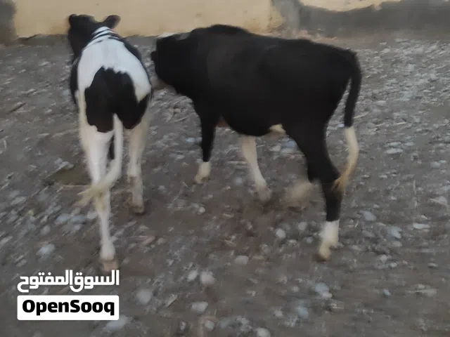 لبيع عجلات ظفاريه