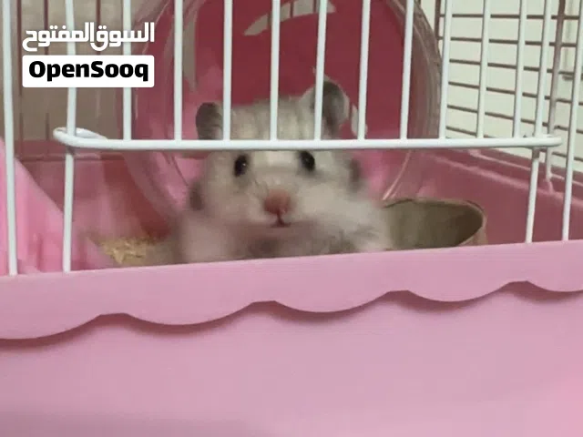 هامستر روسي صغير بلون ابيض رمادي