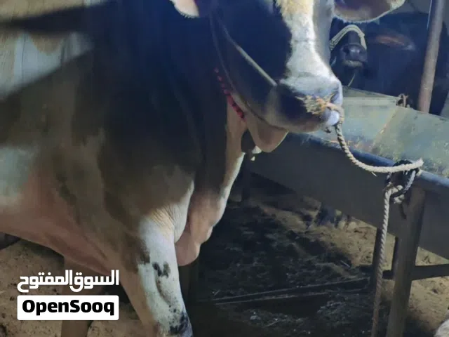 للبيع ثور  مشاءالله العدد:1
