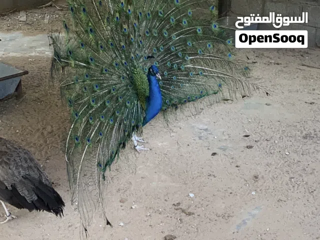 زوج طاووس + دجاج شامو + دجاج بكستاني